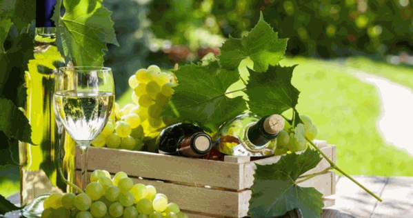 格格萊普白葡萄酒