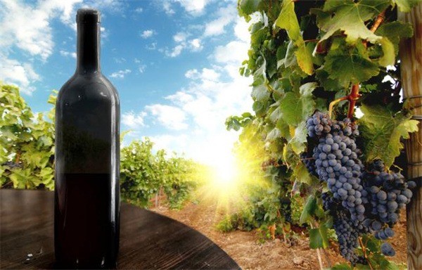 王朝名莊葡萄酒