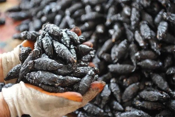 湘年華枸杞檳榔