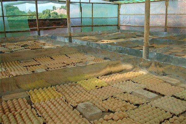 農(nóng)裕豐蝎子養(yǎng)殖