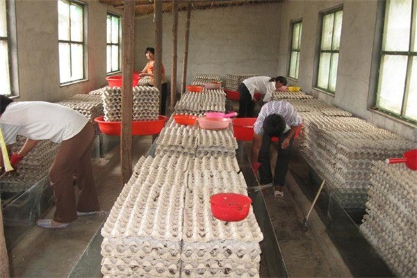 農(nóng)裕豐蝎子養(yǎng)殖