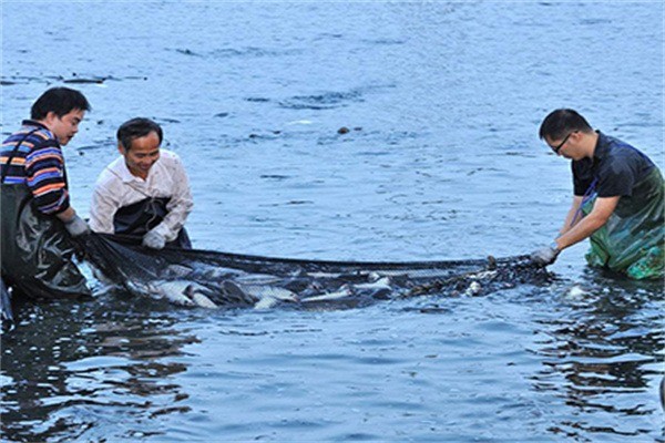 益富源養(yǎng)殖