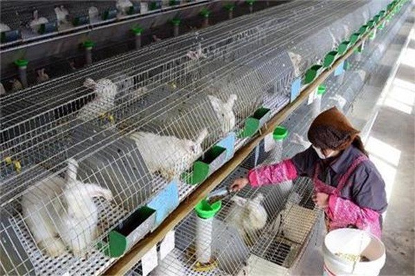 萬家兔業(yè)養(yǎng)殖