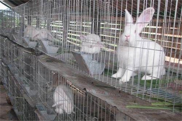 萬家兔業(yè)養(yǎng)殖