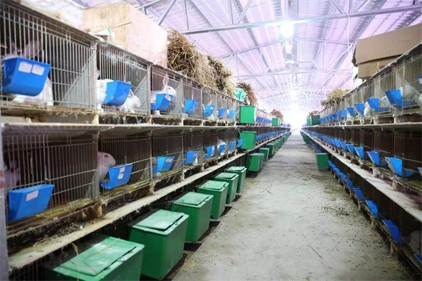 萬家兔業(yè)養(yǎng)殖