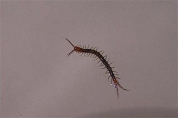 惠民二號(hào)金頭蜈蚣養(yǎng)殖