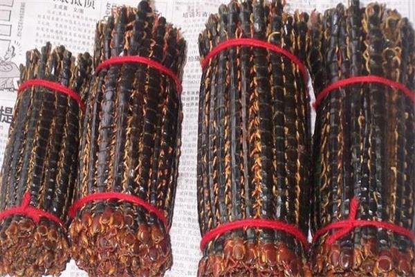 惠民二號(hào)金頭蜈蚣養(yǎng)殖