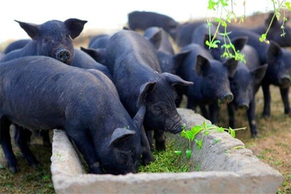 壹號土豬連鎖店