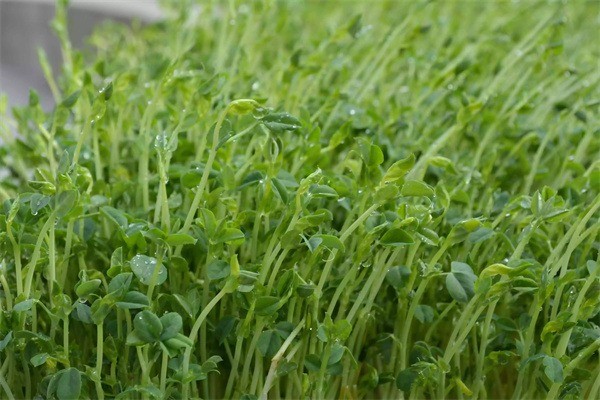 綠苗康芽苗菜