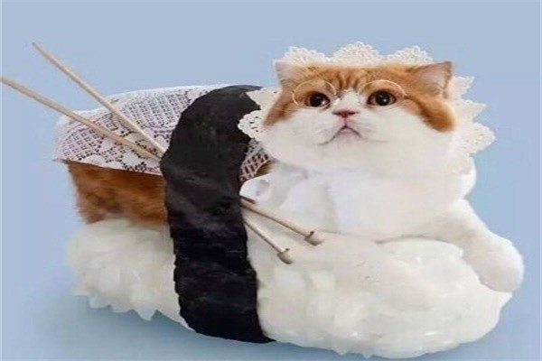 喵星人創(chuàng)意壽司