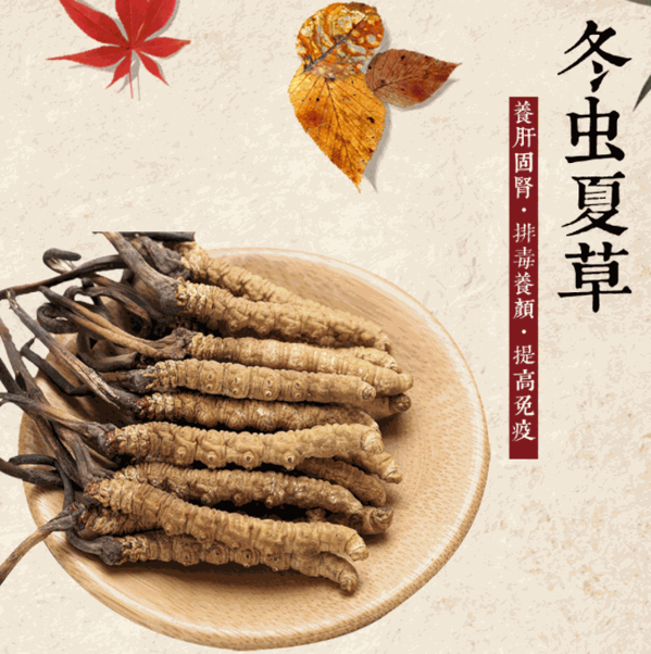 宗草冬蟲夏草