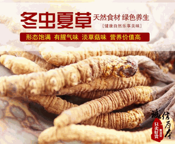 宗草冬蟲夏草