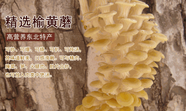 叢名東北特產(chǎn)