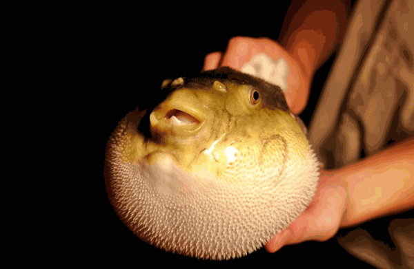 天正河豚·旗艦店