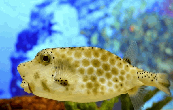 天正河豚·旗艦店