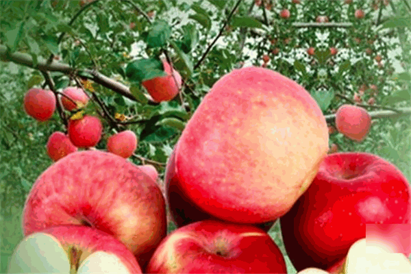 新鮮果巢水果超市