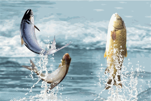 華澄益群水產(chǎn)品