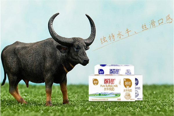 百菲酪水牛奶