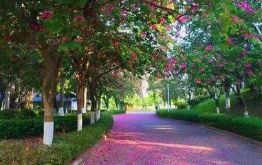 星海音樂(lè)教育