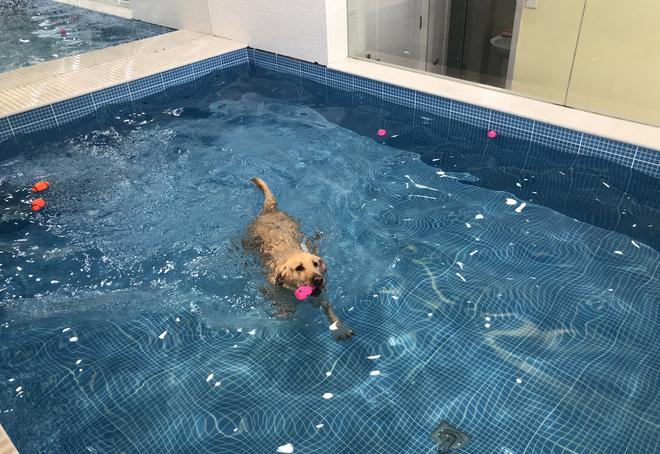 金碧源嬰幼兒游泳館