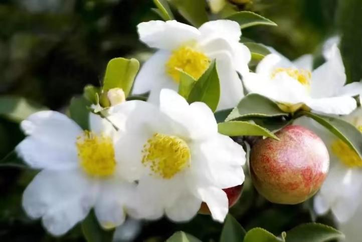 自在圓護(hù)膚品