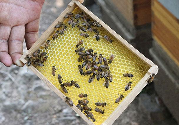 卓宇蜜坊蜂產(chǎn)品