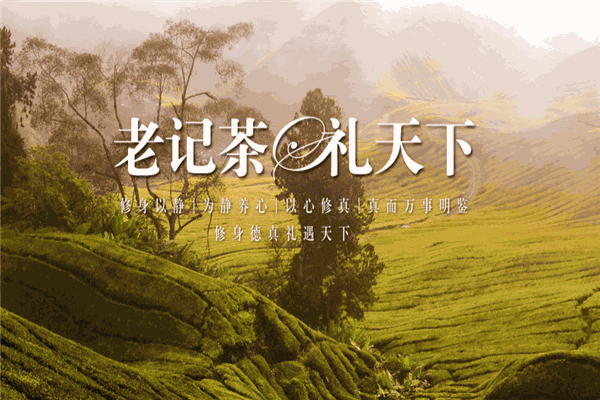 老記大紅袍茶葉