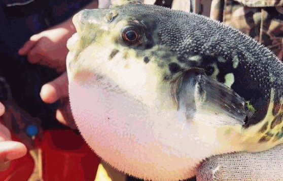 河豚人工養(yǎng)殖