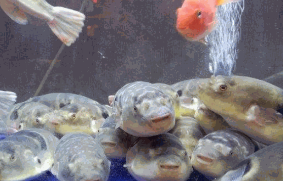 河豚人工養(yǎng)殖