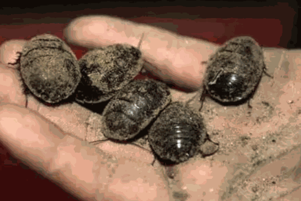 新星土元蟑螂養(yǎng)殖