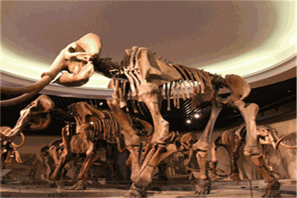 迪之象考古樂(lè)園