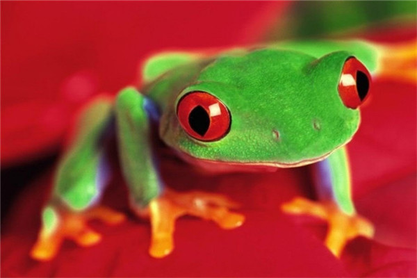 稀奇古怪玩具店