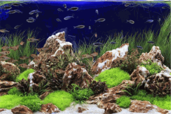 阿凡達生態(tài)魚缸