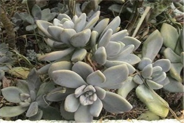 景天科多肉植物