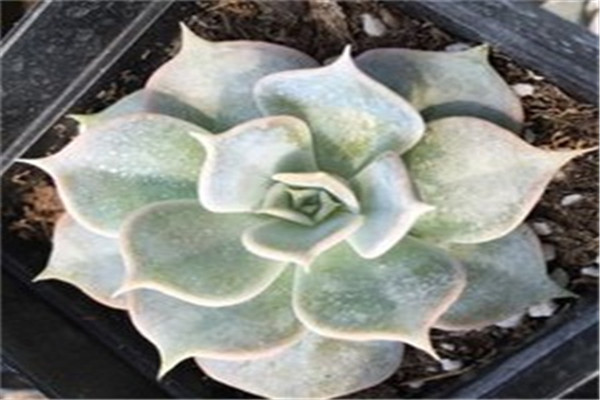 景天科多肉植物