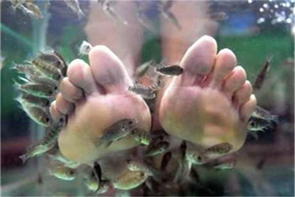 魚(yú)藝魚(yú)療