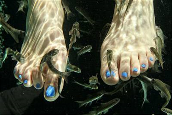 魚(yú)藝魚(yú)療