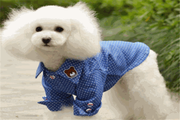 老夏寵物醫(yī)院