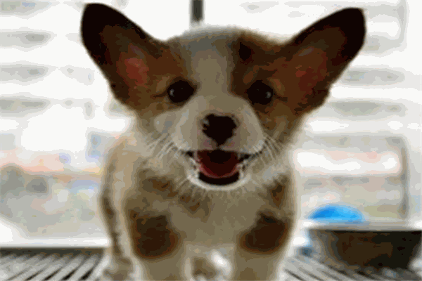 老夏寵物醫(yī)院