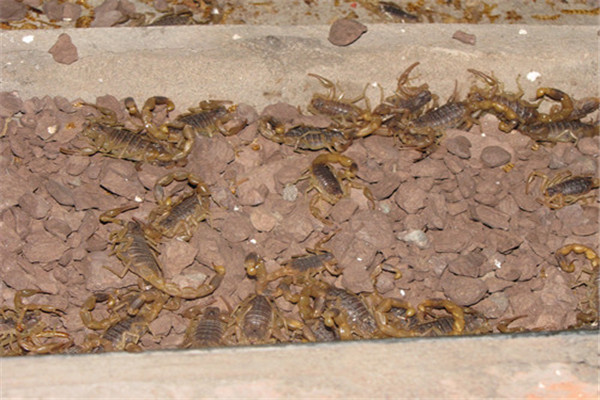 十足全蝎養(yǎng)殖