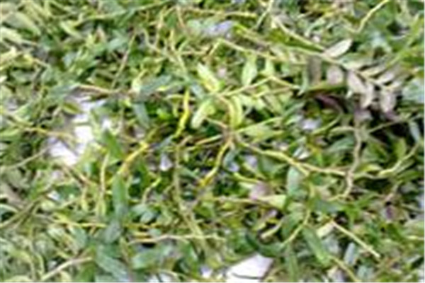 卉豐園鐵皮石斛