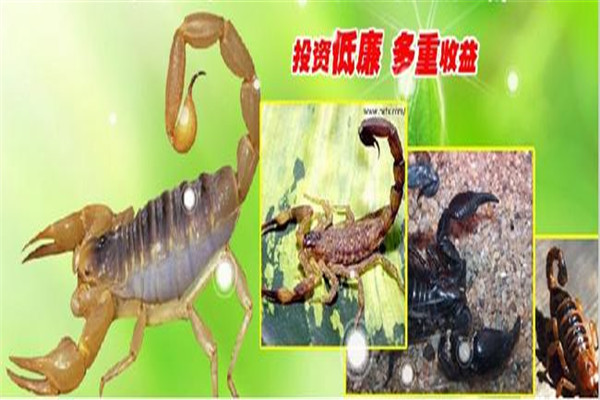 惠民八號金蝎養(yǎng)殖