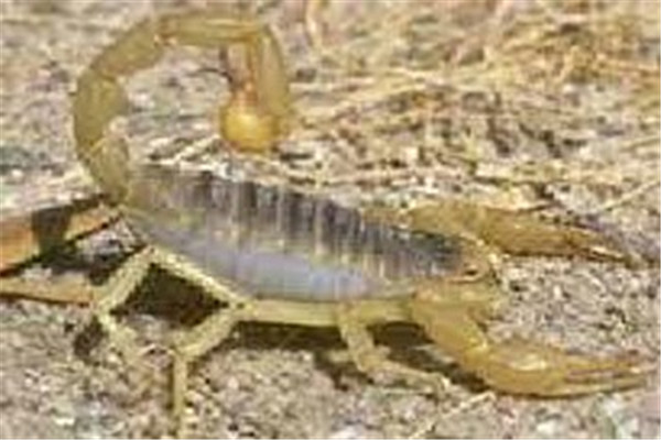 惠民八號金蝎養(yǎng)殖