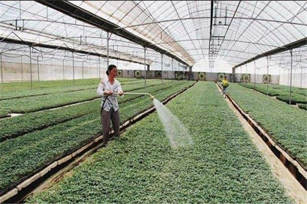 輝南縣共贏藍莓種植