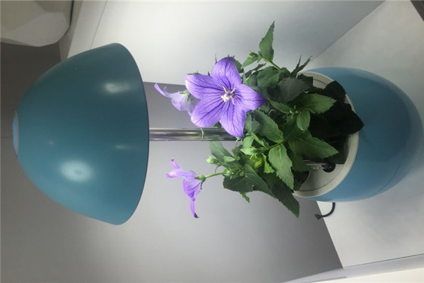 iGrow全自動植物生長機