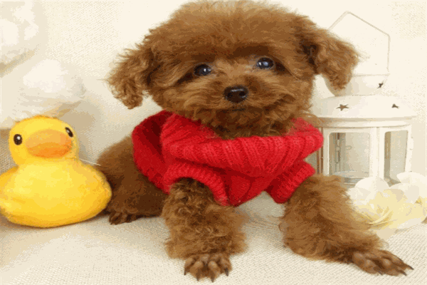 精誠(chéng)動(dòng)保商貿(mào)