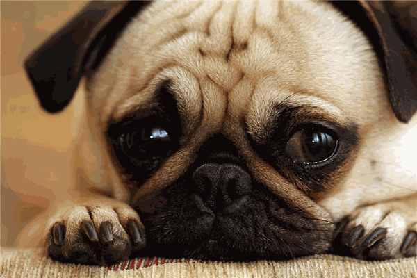 唐琴寵物養(yǎng)護