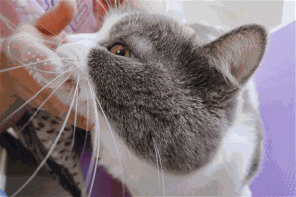 麒麟喵星人俱樂部