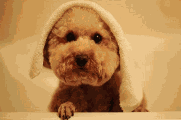 老友狗狗寵物店