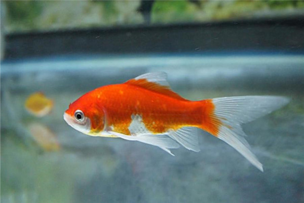 思維永樂(lè)金魚(yú)